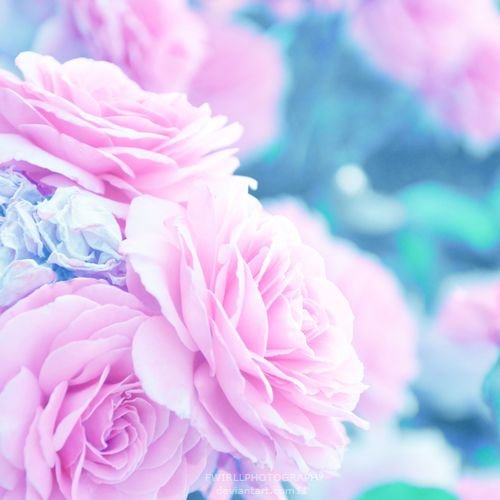 Розовый и голубой