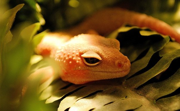 Ящерица геккон эублефар