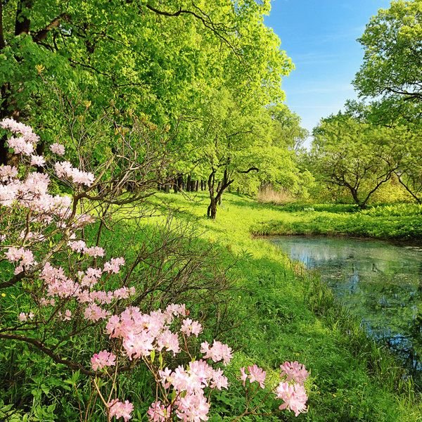 Летняя природа