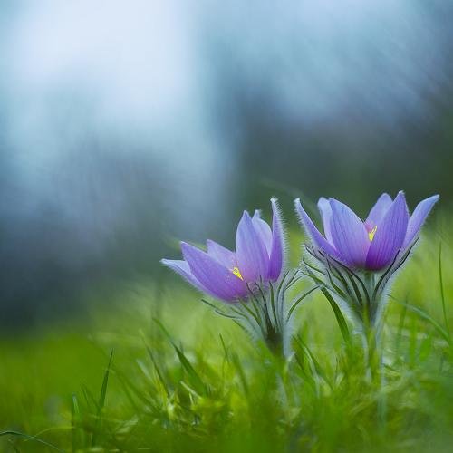 Сон-трава белая