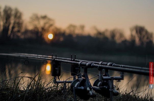 Картинки карпфишинг