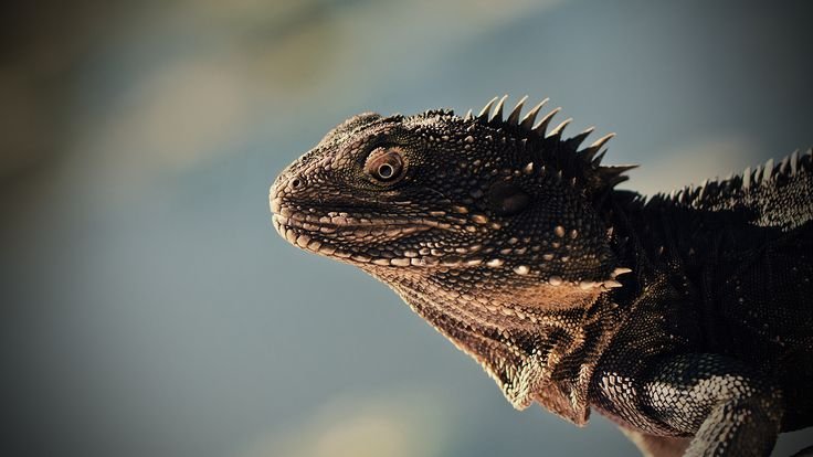 Игуана и Варан