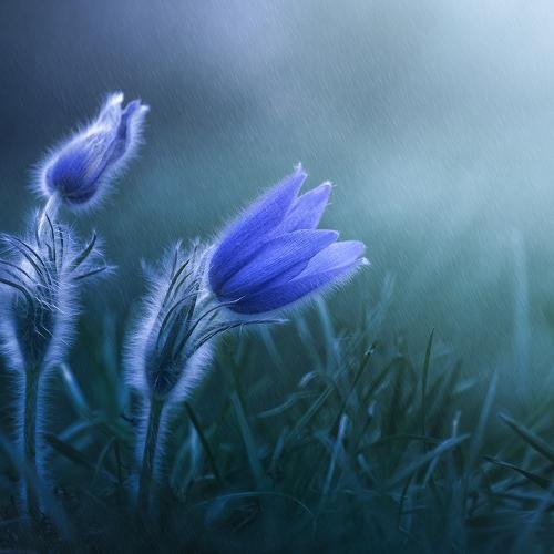 Синяя сон трава