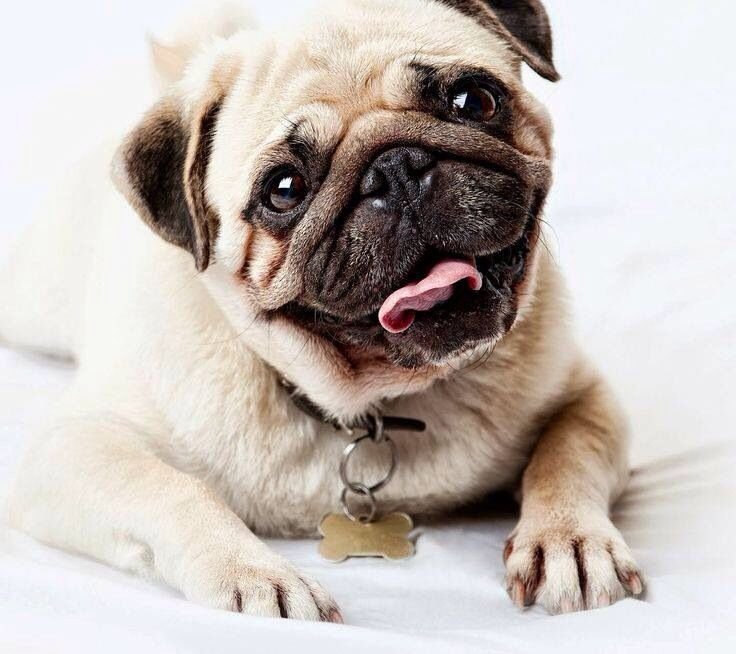 Собака Мопс