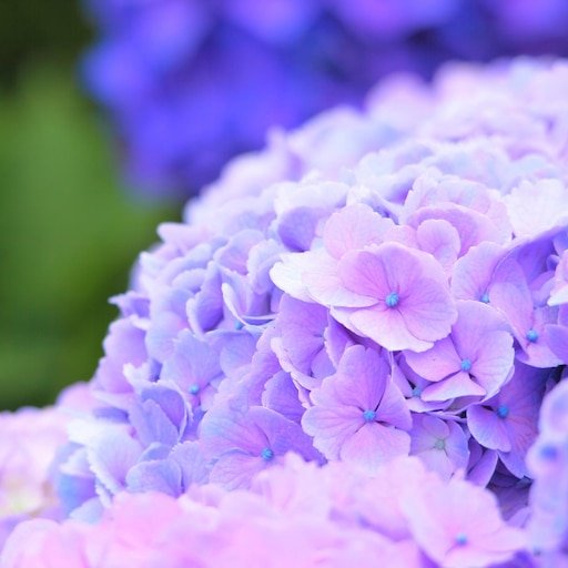 Гортензия сиреневая