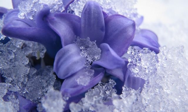 Цветы зимой