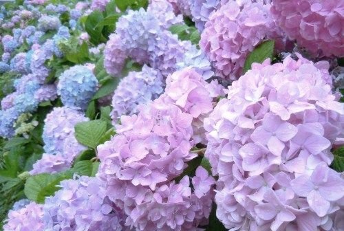 Гортензия крупнолистная okskaya Vesna