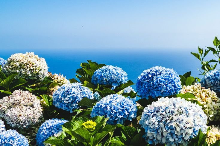 Гортензия лолипоп Блю