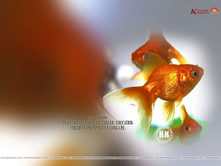 Золотая рыбка приносит удачу