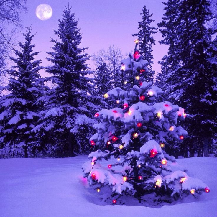 Новогодняя природа