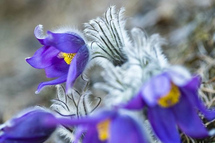 Сон трава прострел снег