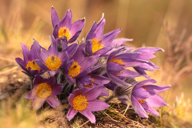 Прострел весенний сон-трава