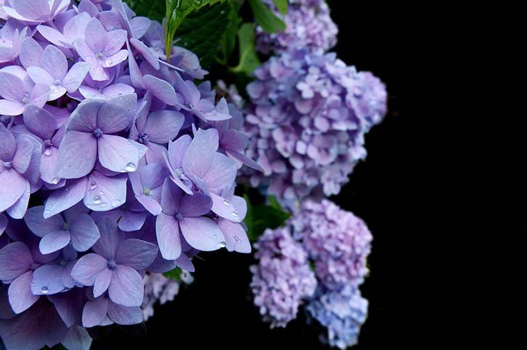 Сирень гортензия