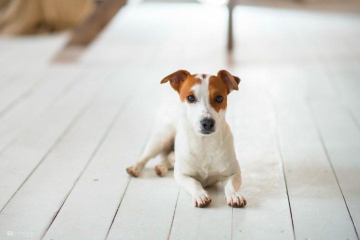 Рекс Рассел терьер