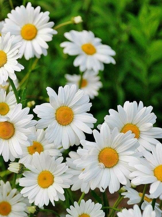 Ромашки Дейзи Флауэр