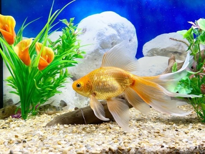 Золотая рыбка