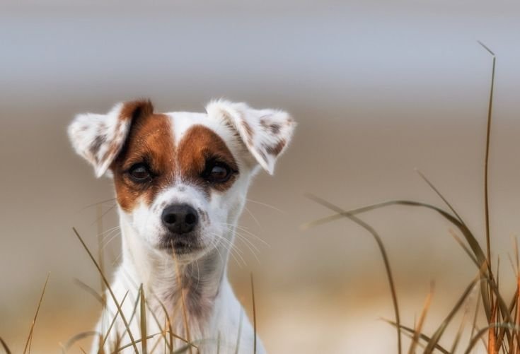 Парсон-Рассел-терьер щенки