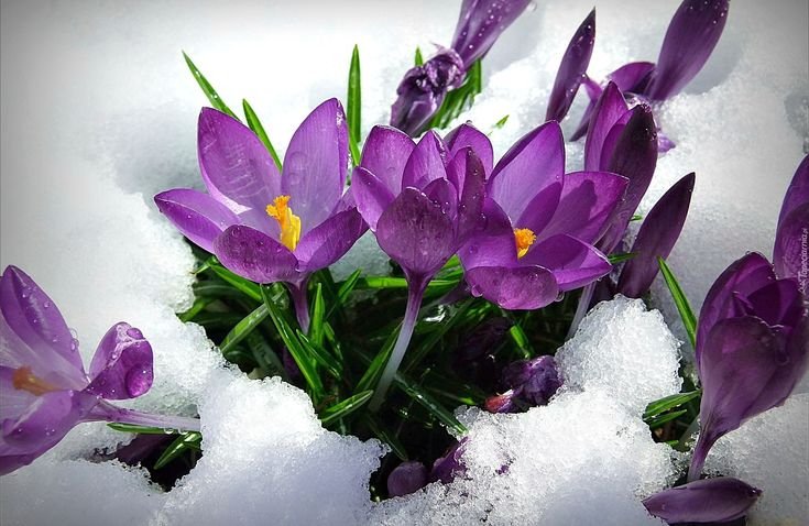 Крокусы тюльпаны подснежники