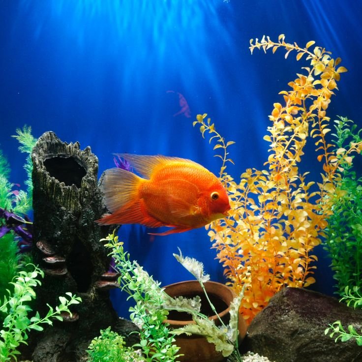 Рыбки для аквариума