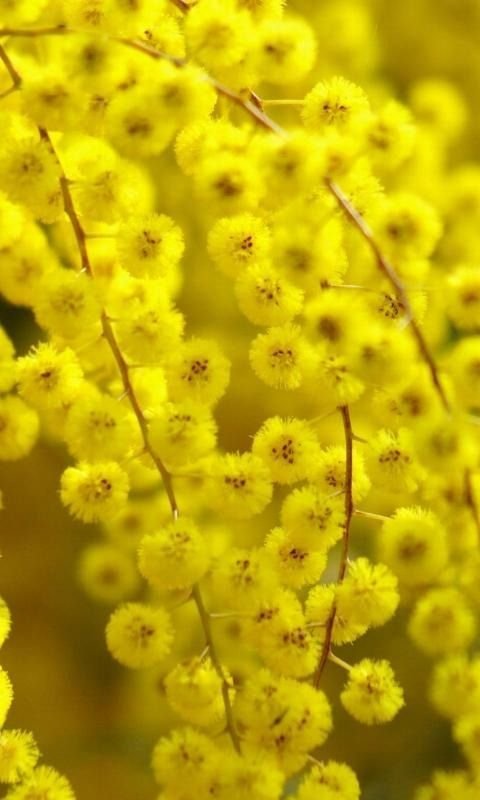 Мимоза желтая цветок