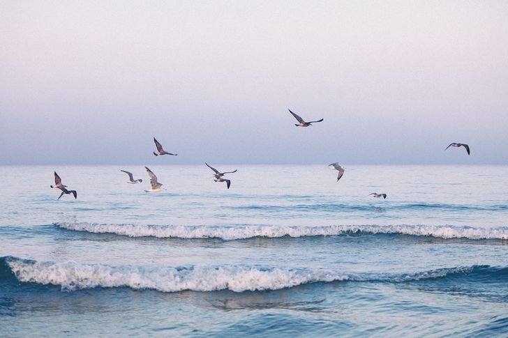 Море с чайками