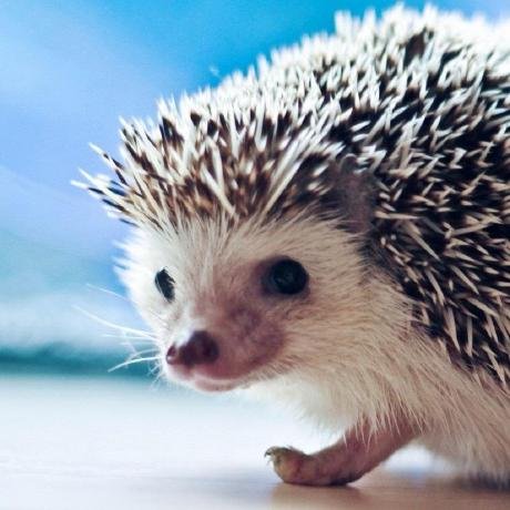 Милые ежики