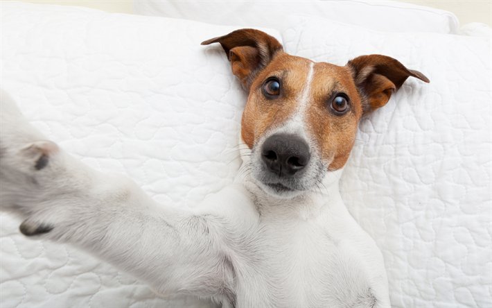 Джек-Рассел-терьер жесткошерстный