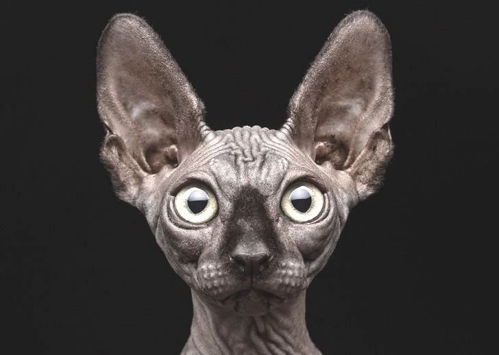 Рекс Девон Эльф