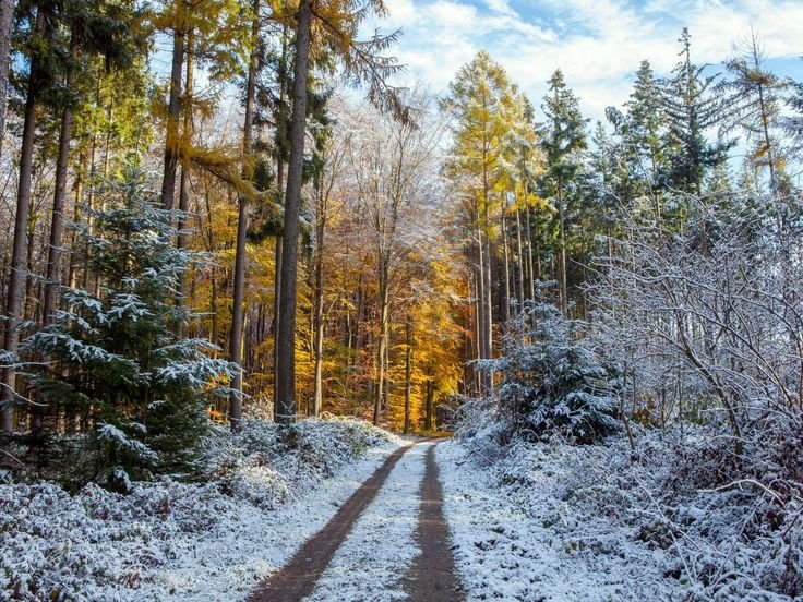 Лес в снегу