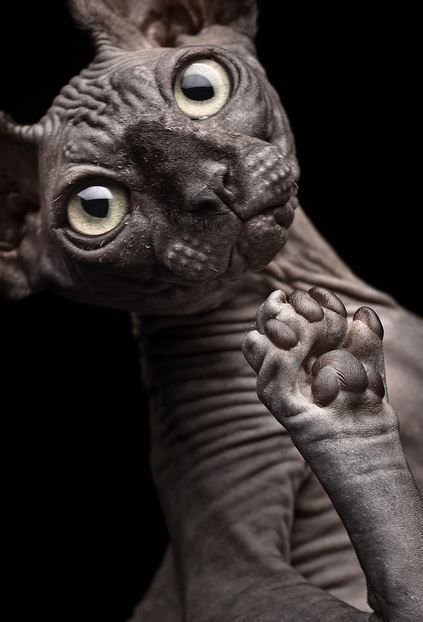 Черный сфинкс