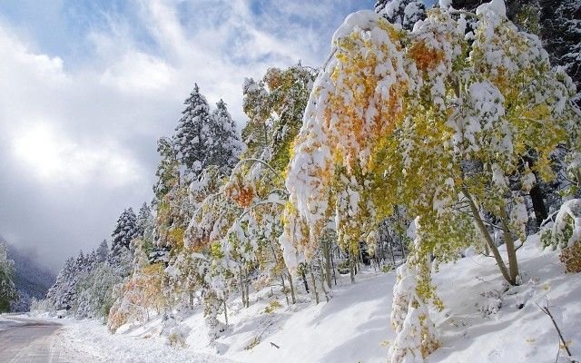 Деревья в снегу