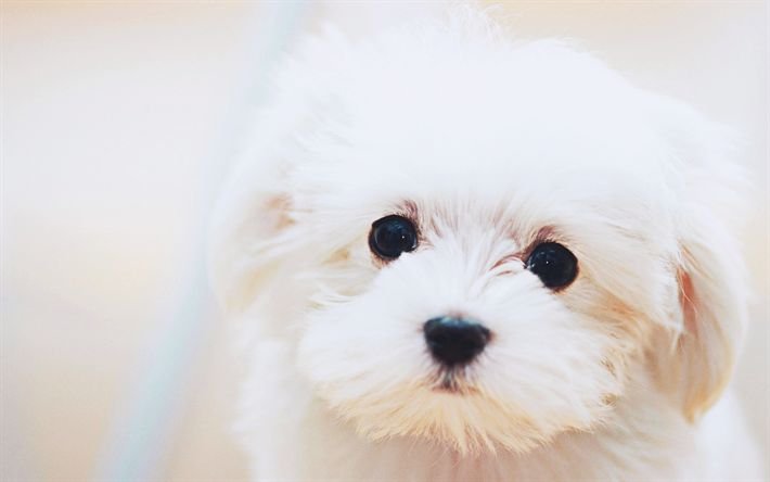 Маленькая белая собачка Бишон