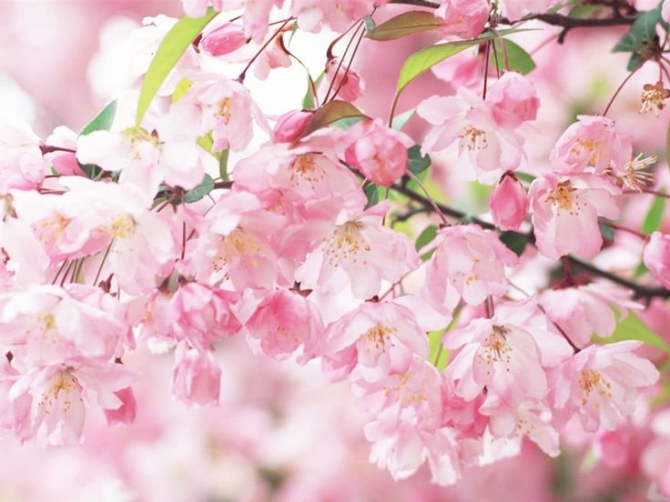 Черри блоссом цветок