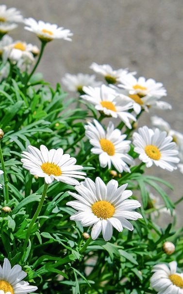 Ромашка цветы