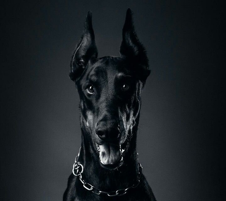 Доберман меланист