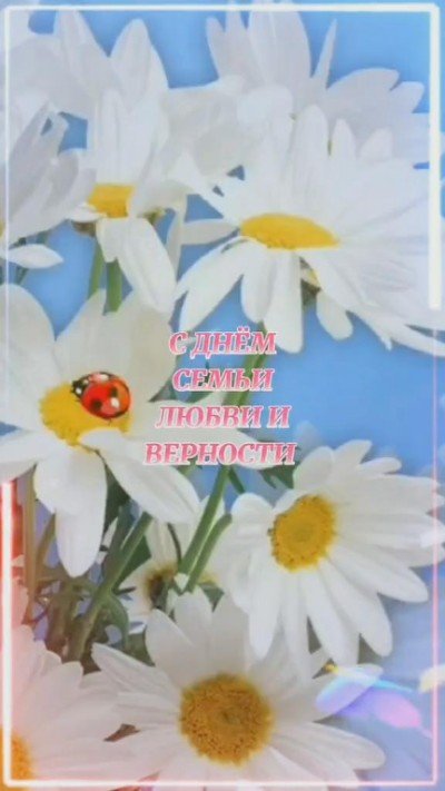 Очень красивые ромашки