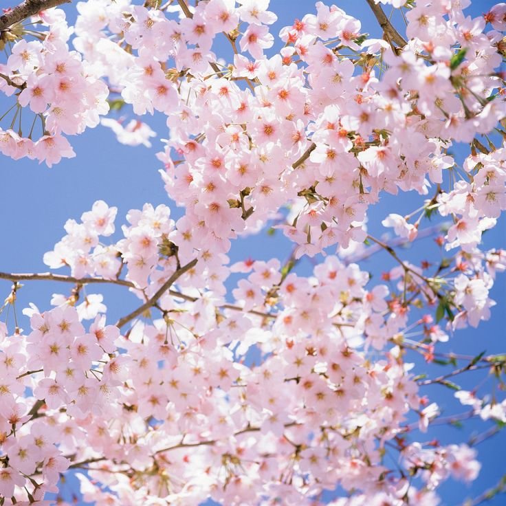 Сакура черри блоссом