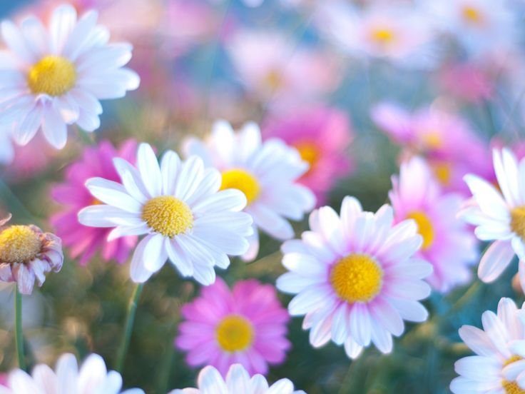 Фон ромашки