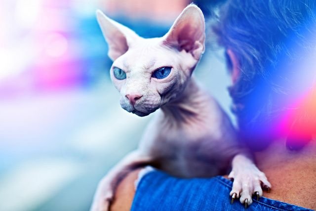 Канадский сфинкс кошка