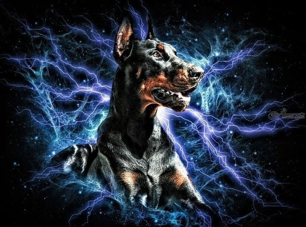 Доберман на рабочий стол