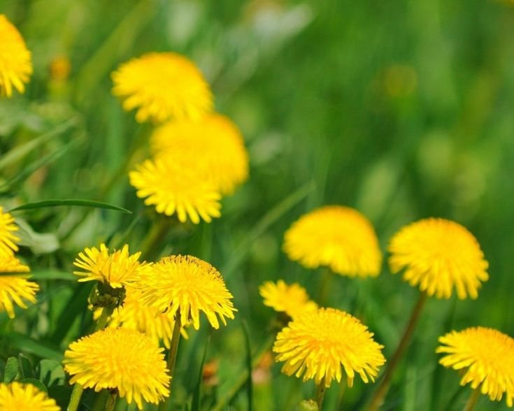 Поле одуванчиков