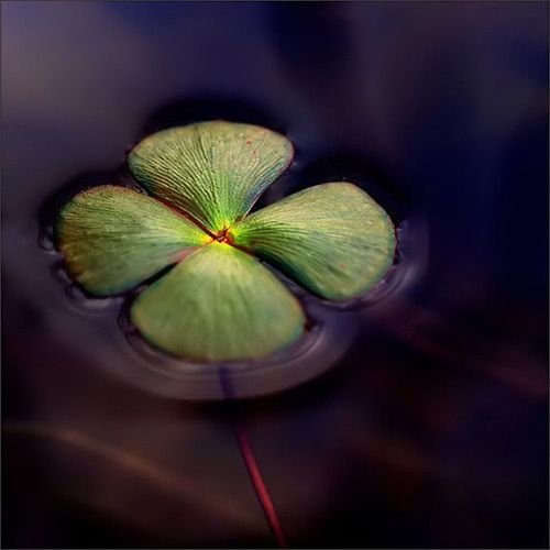 Четырехлистный Клевер фиолетовый