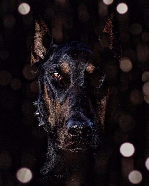 Доберман оскал