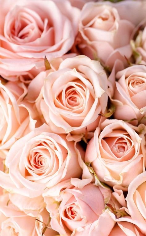 Заставка на телефон цветы