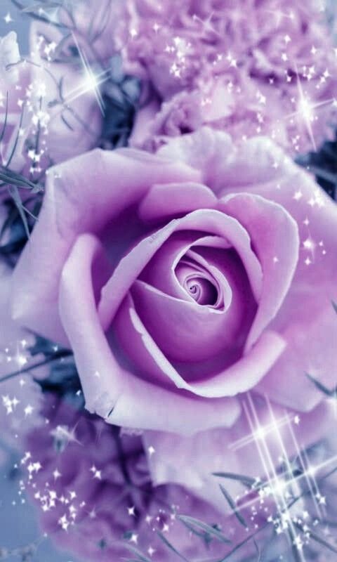 Розовые розы