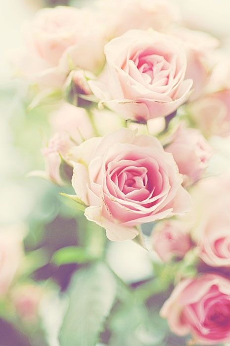 Нежно розовые цветы