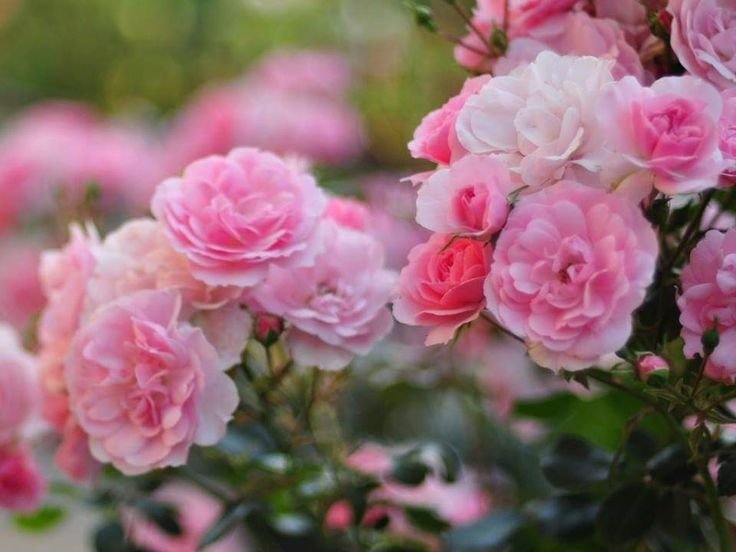 Роза Пинк Фловер