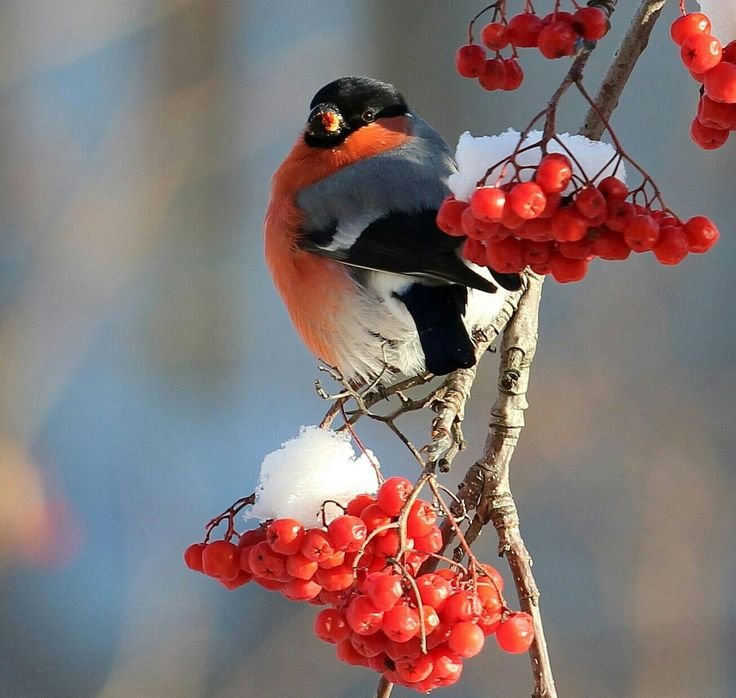 Рябина в снегу