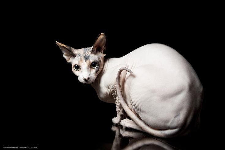 Коты сфинксы