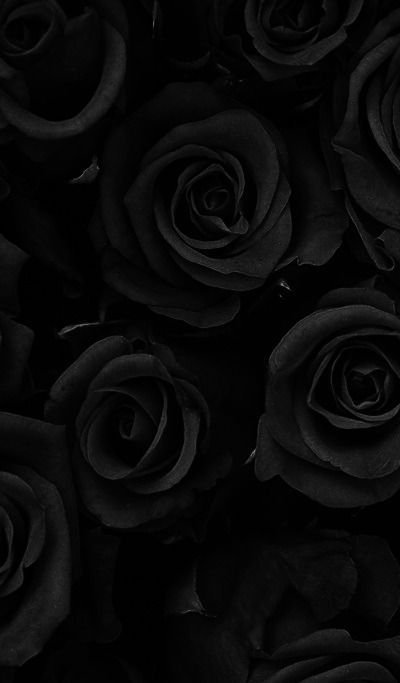 Черная роза